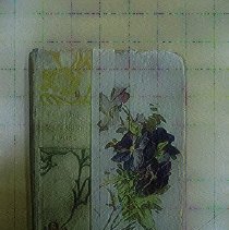 Courting of Dinah Shadd